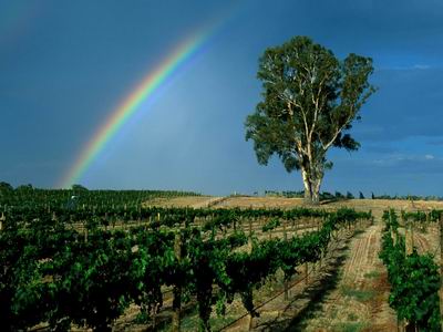 [Vineyards with rainbow.jpg]