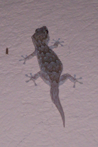[gecko1.jpg]