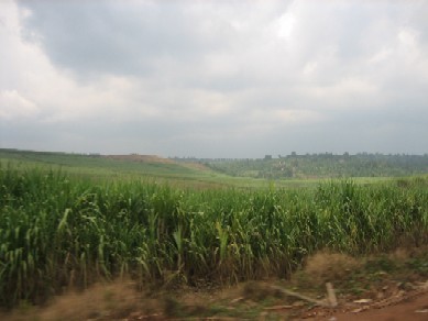 [sugarcane+fields+in+Uganda+small.jpg]