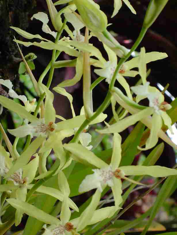 Miltonia flavescens (N: nativa)