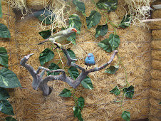 St Anthony's Bird Farm