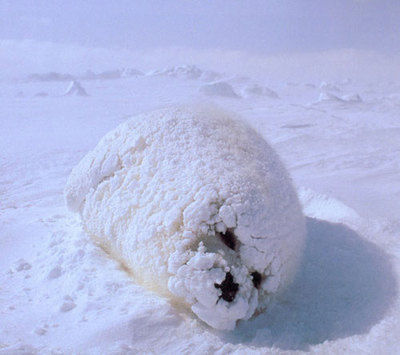 [snowy+seal.jpg]