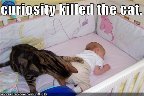 [funny-pictures-curiosity-killed-the-cat.jpg]