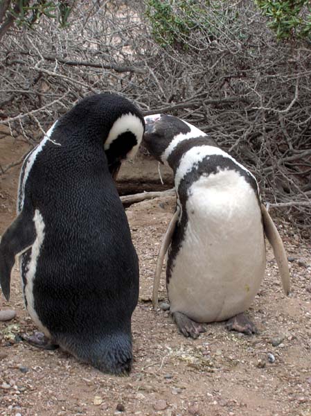 [Pinguins+Carinhosos-+Argentina_luisgonçalves.jpg]