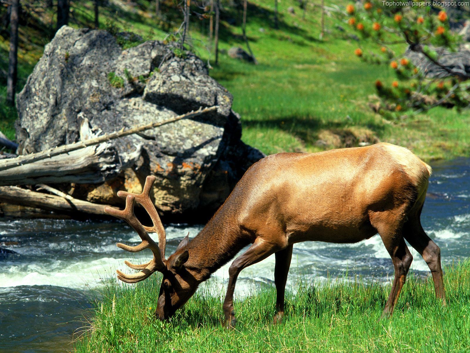 [Grazing+Bull+Elk,+Yellowstone+National+Park,+Wyoming.jpg]