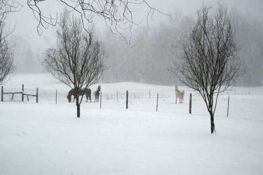 [Horse+Winter+2004+all+three.jpg]