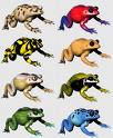 [frogs.jpg]