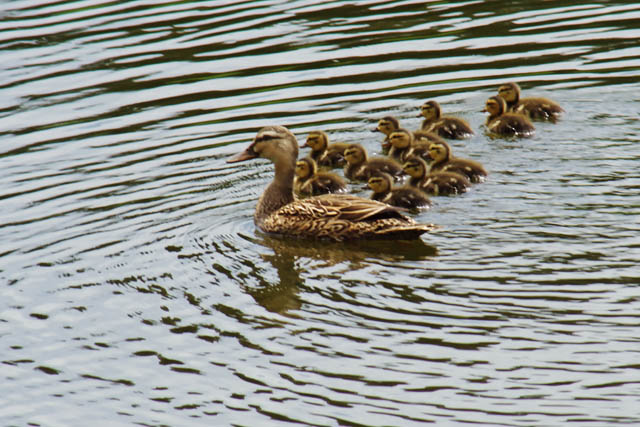 [Mother+Mottled+Duck+With+Chicks+56+LDH_67056.jpg]