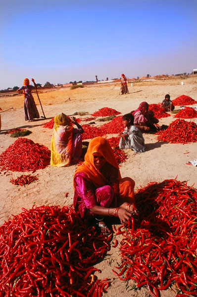 [workers+at+chilli+field.jpg]