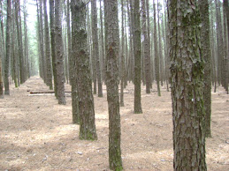 Floresta de Pinus