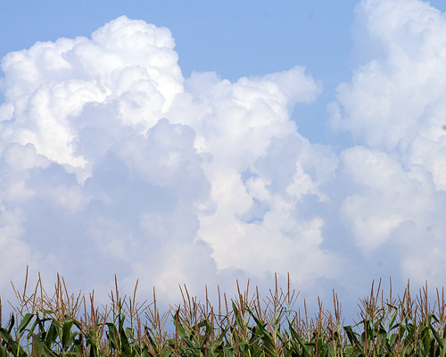 [07+corn+cloudsweb.jpg]