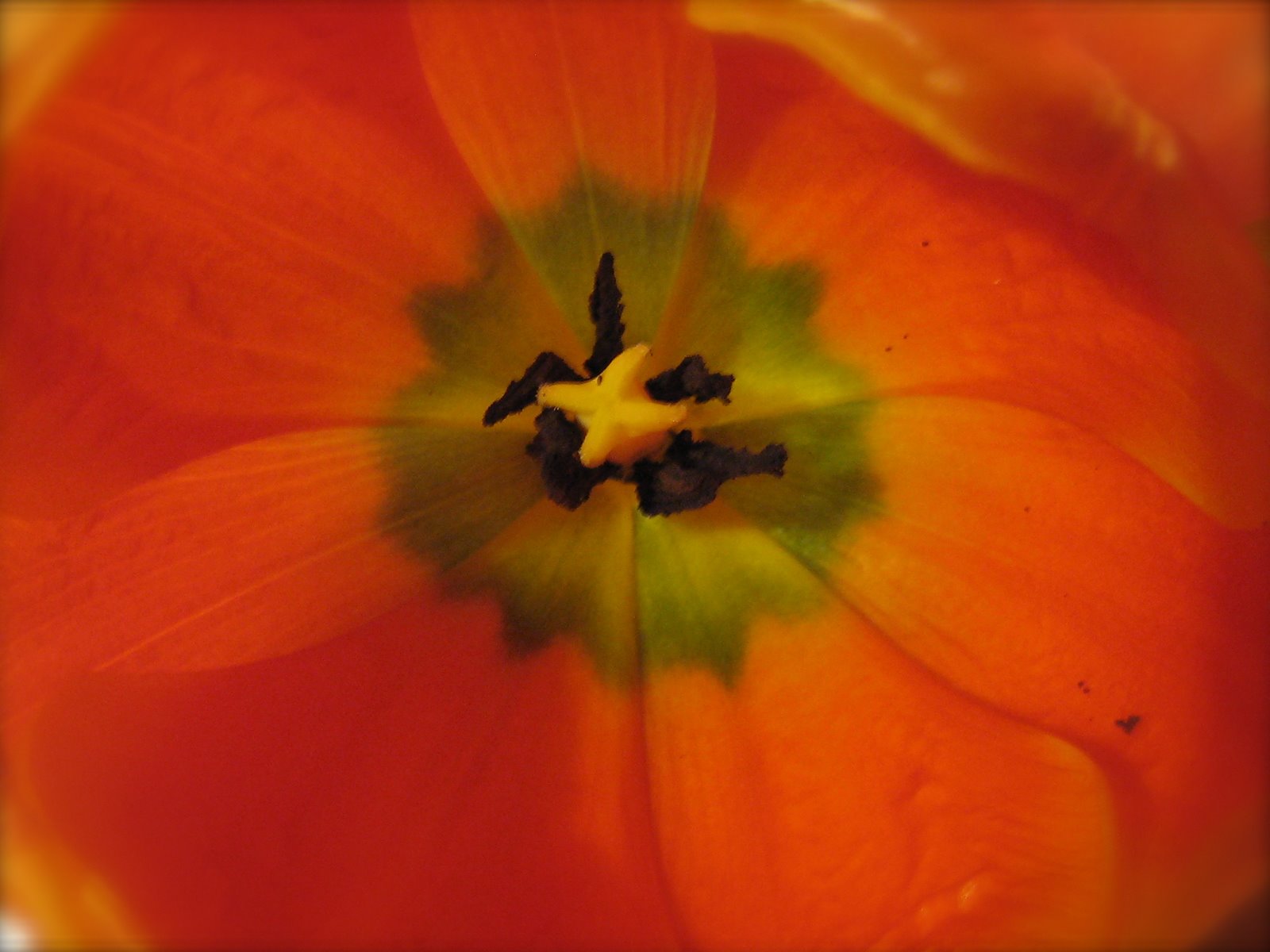 [inside+of+tulip.JPG]