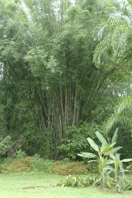 [09_Rainforest_Park_-_Bamboo[1].jpg]