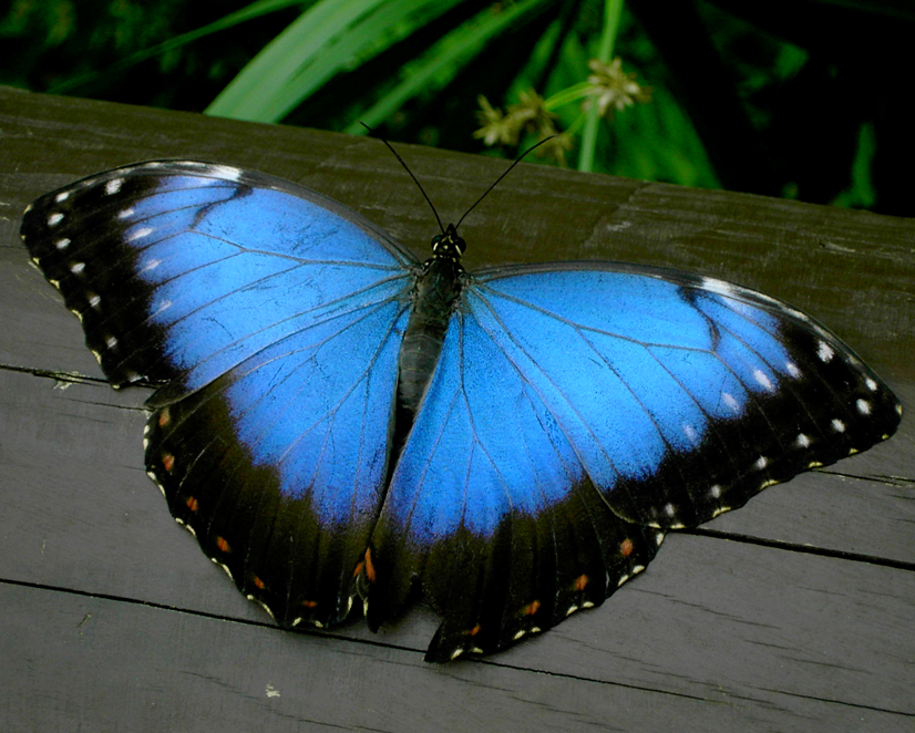 [Blue_Butterfly_by_Farrael.jpg]