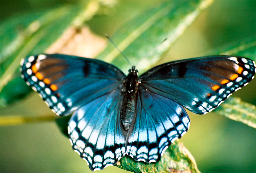 [Blue_butterfly_by_Fohat.jpg]