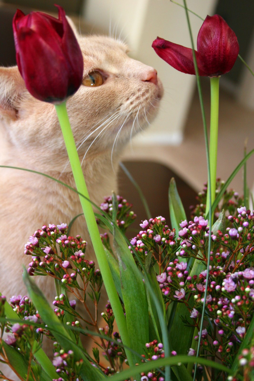 [Oliver+with+flowers+004b.jpg]