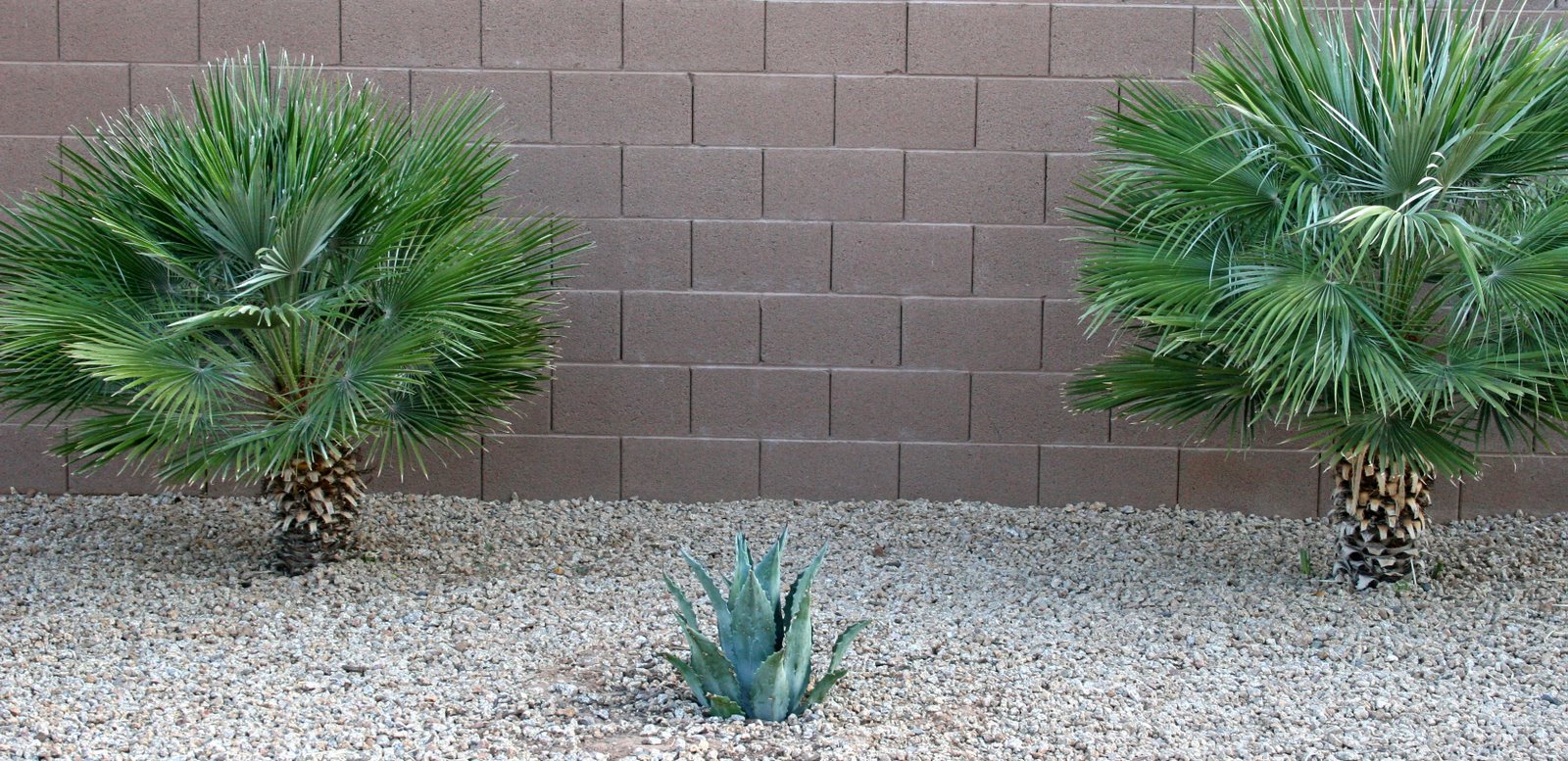 [landscaping,+blue+agave+with+dwarf+palms.jpg]