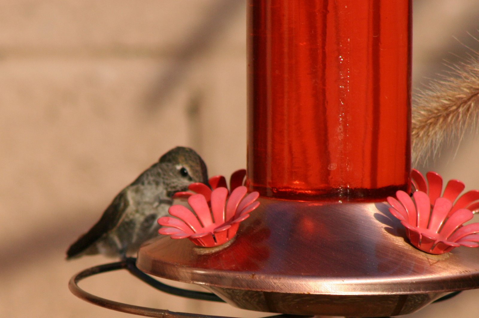 [hummingbird+6.jpg]