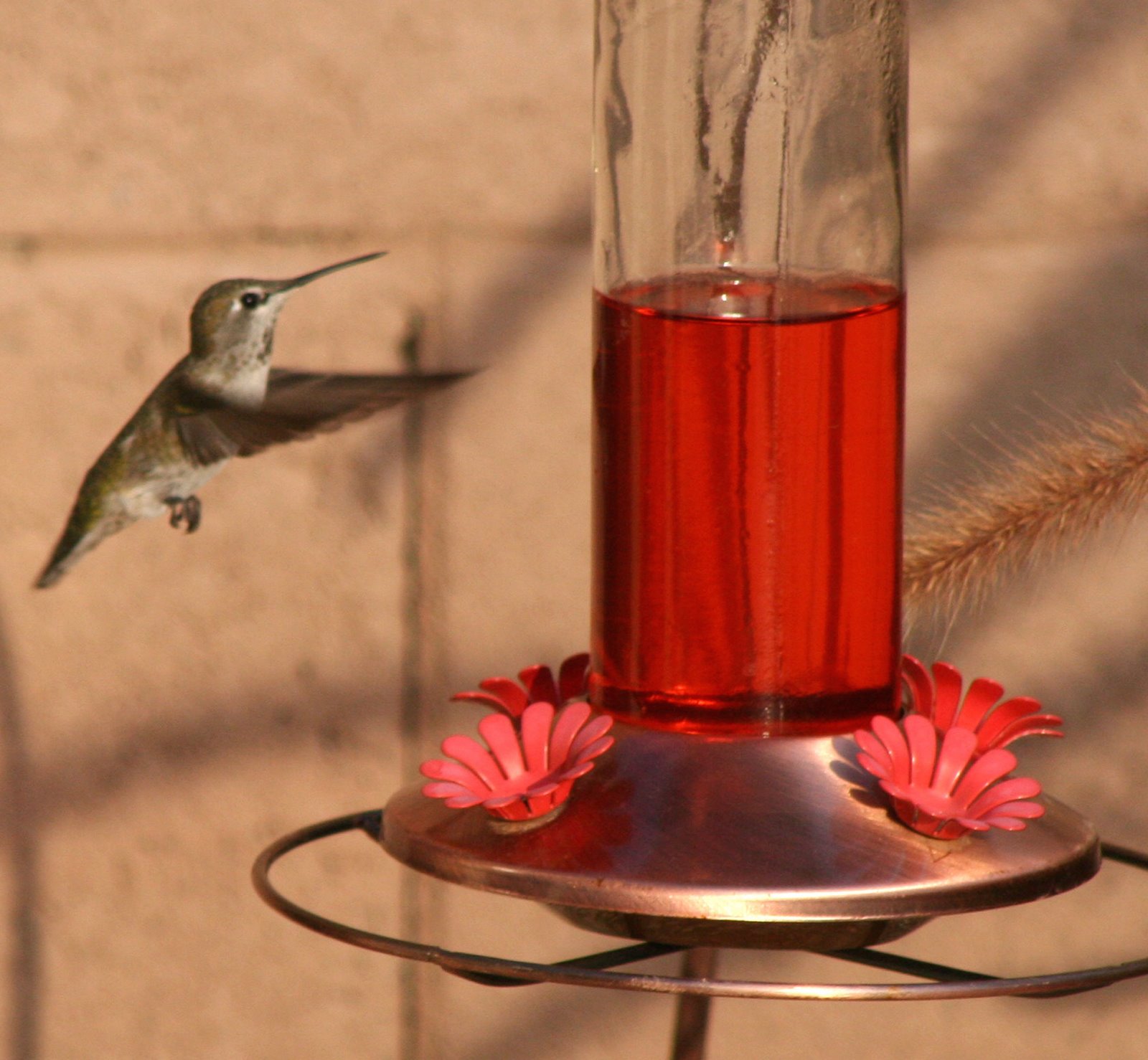 [hummingbird+4.jpg]