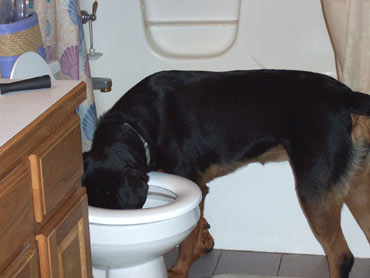 [dog+toilet.jpg]