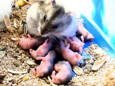 [hamster-mother-babies.jpg]