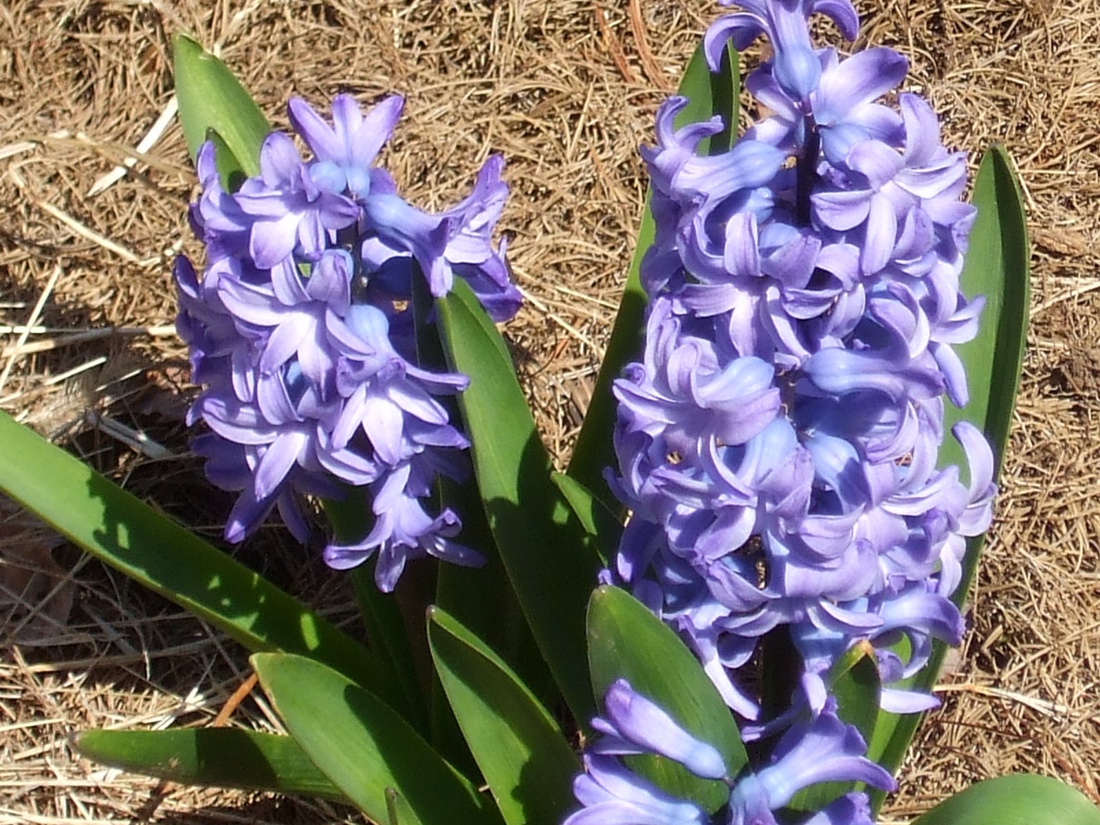 [Hyacinth+4-08.jpg]