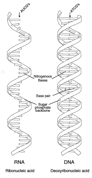RNA dan DNA