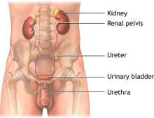 [urethra1.jpg]
