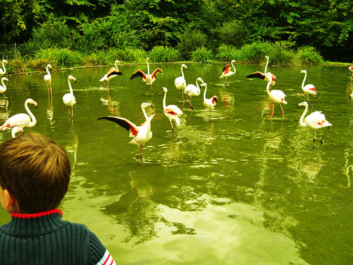[oliver+and+flamingoes.jpg]