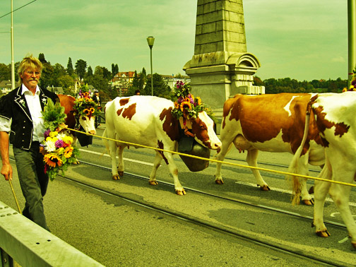 [cow+parade.jpg]
