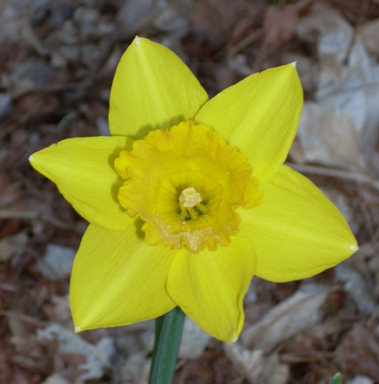 [daffodil-1.jpg]