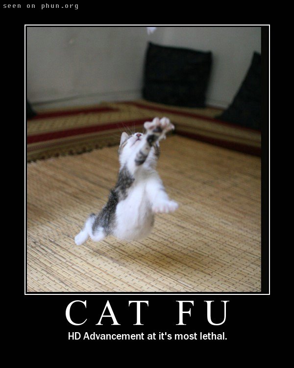 [cat+fu.jpg]