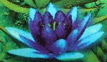 [blue-lotus-webim+(2).jpg]