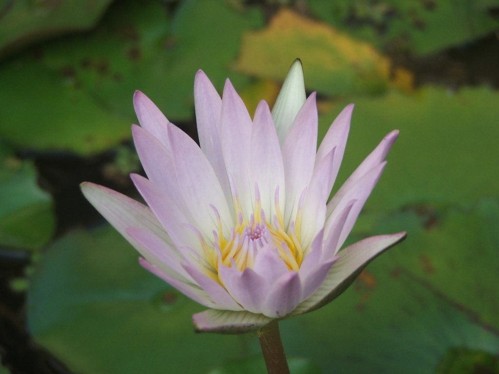 [lotus-flowervb.jpg]
