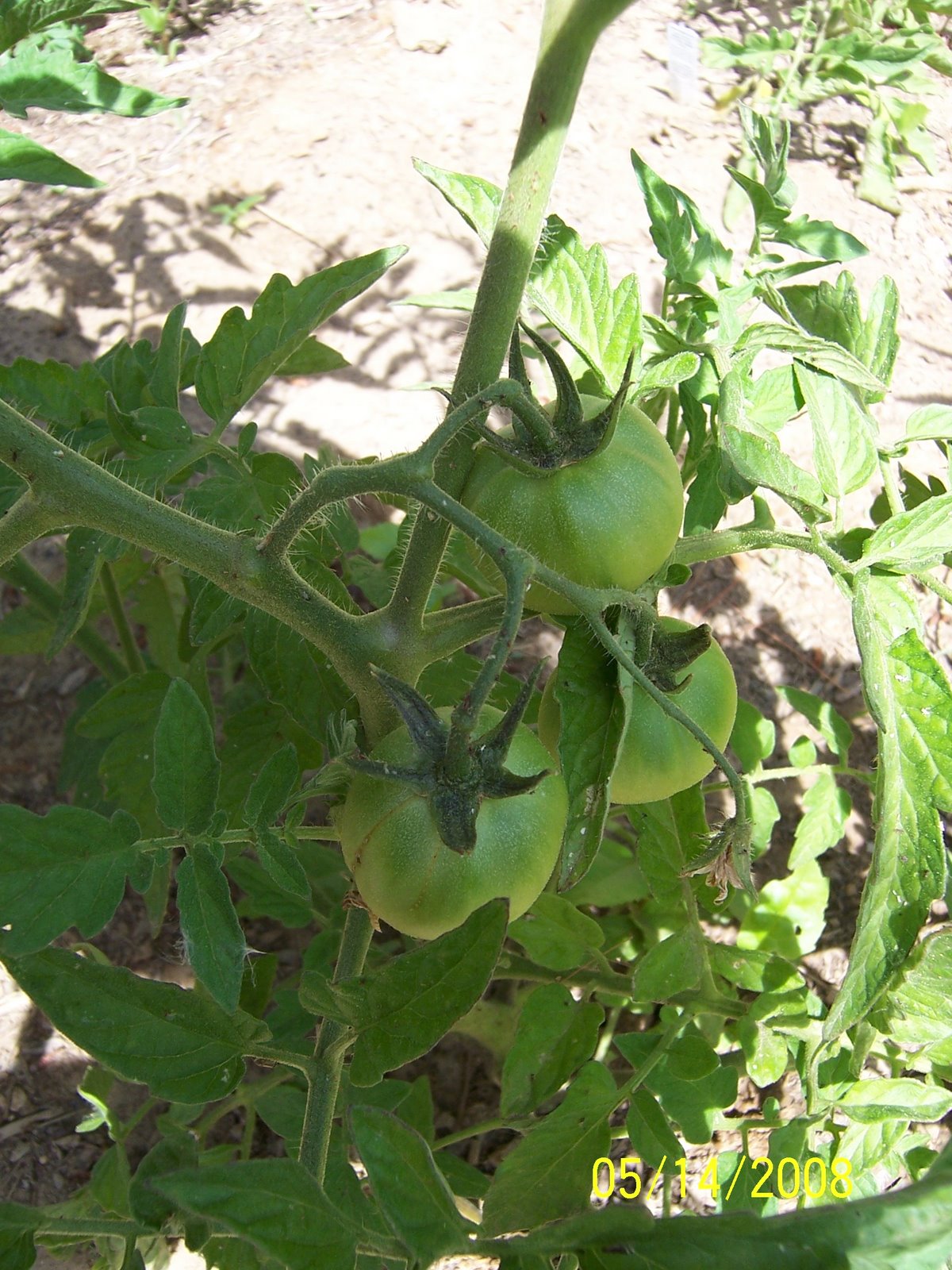 [Small+tomatoes.JPG]