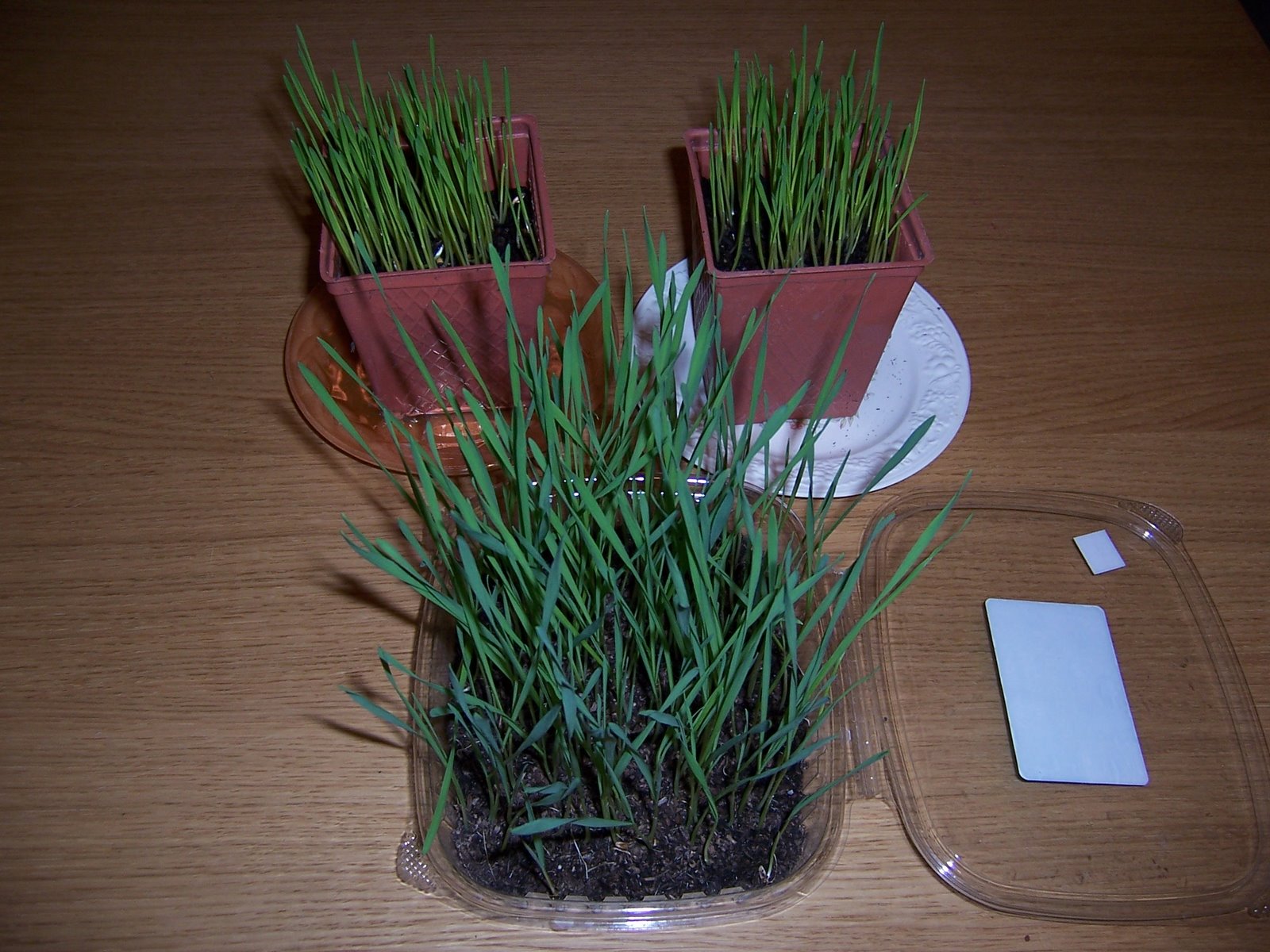 [Wheat+grass+sprouts.JPG]