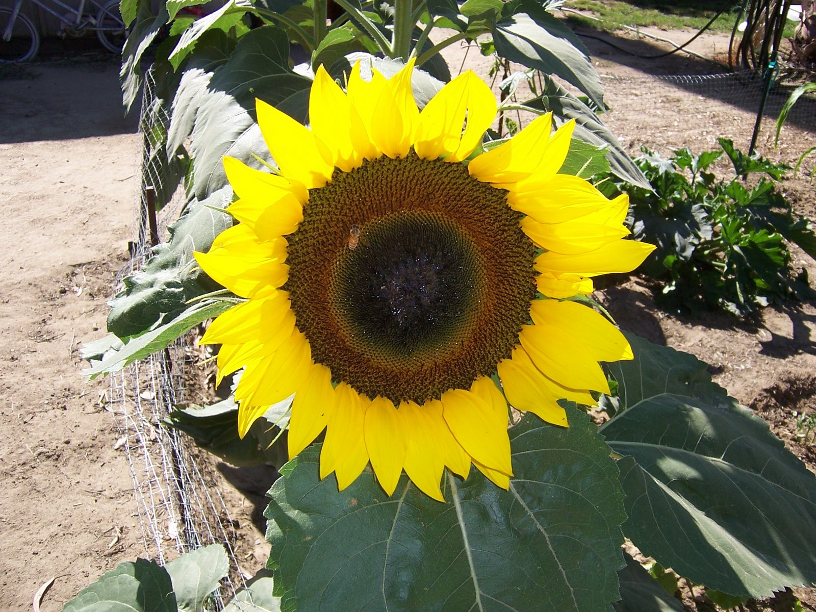 [Sunflower+with+Bee.JPG]