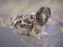 Mount Ararat Shepherd Dogs