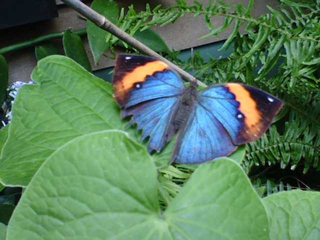 [butterfly1.jpg]