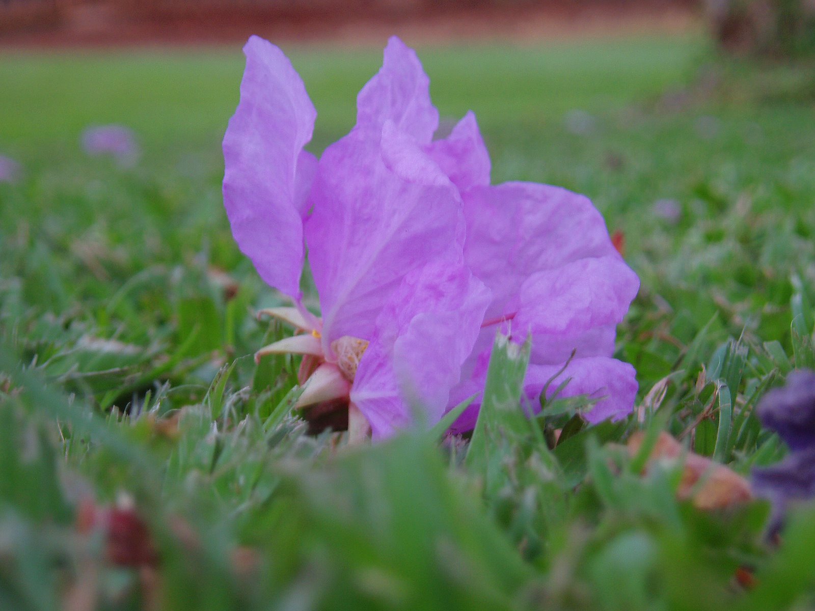 [purpleflower.jpg]