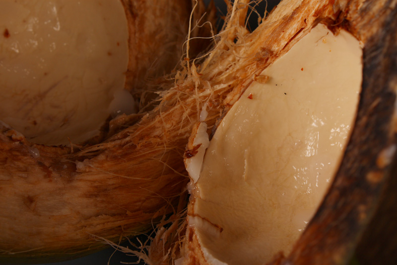 [coconut2.jpg]