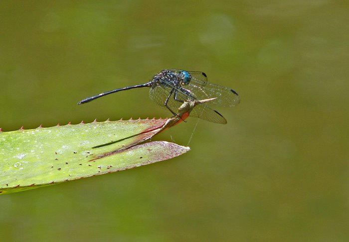 [Blue+dragonfly.jpg]