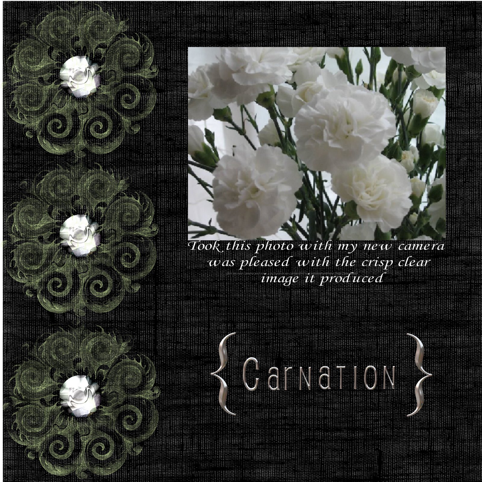 [carnation.jpg]