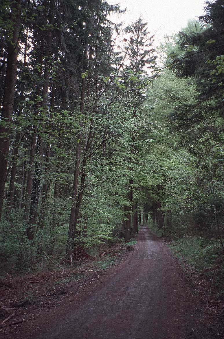 [forest-path-qh.jpg]