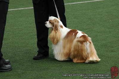 2/27/2007 | Simon in shenzhen dogshow part2 | Click to view more