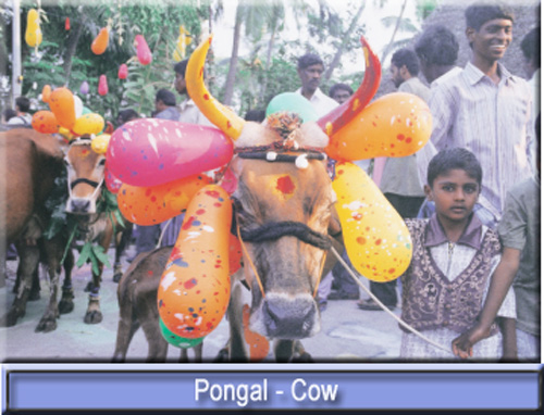 [Pongal cow.jpg]
