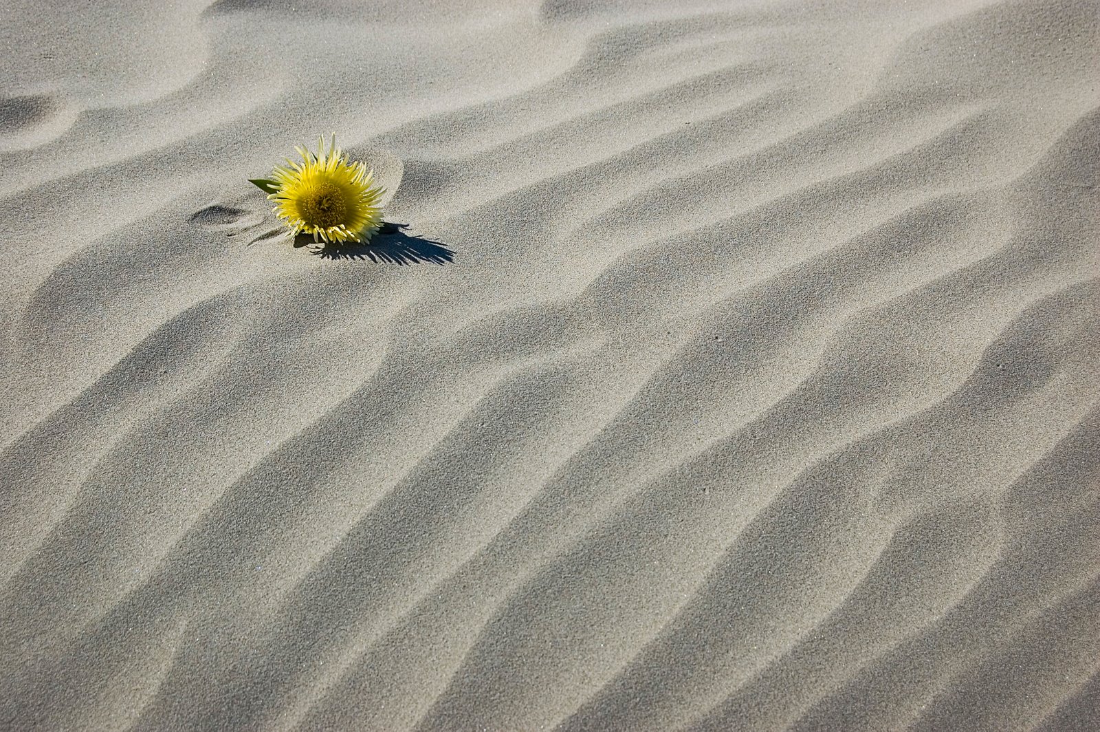 [sand+flower.jpg]