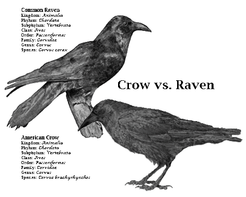 [crow-vs-raven.gif]