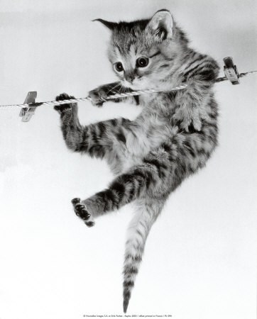 [PL094~Kitten-on-a-Clothes-Line-Posters.jpg]