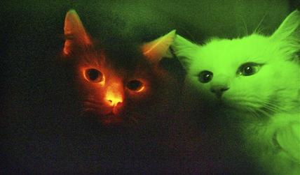 [Glowing+Cats.jpg]